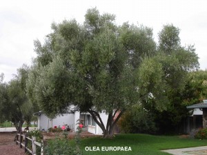 Olea europaea